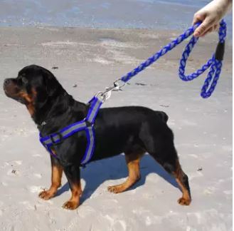 puppy harness
